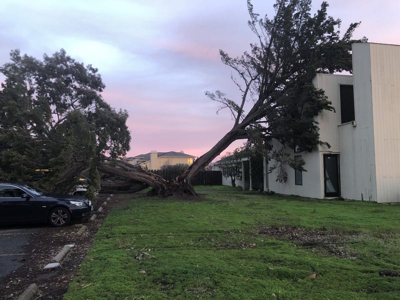 Neighbors are breathing a sign of relief that no one was injured when a large tree toppled into a former day care center in Foster City.