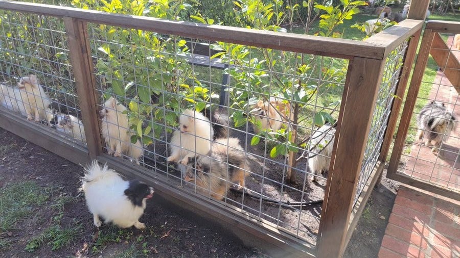 Fire crews rescue 70 cats, dogs from blaze in Martinez garage