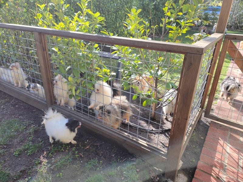 Crews have managed to rescue dozens of cats and dogs from a garage fire in Contra Costa County.