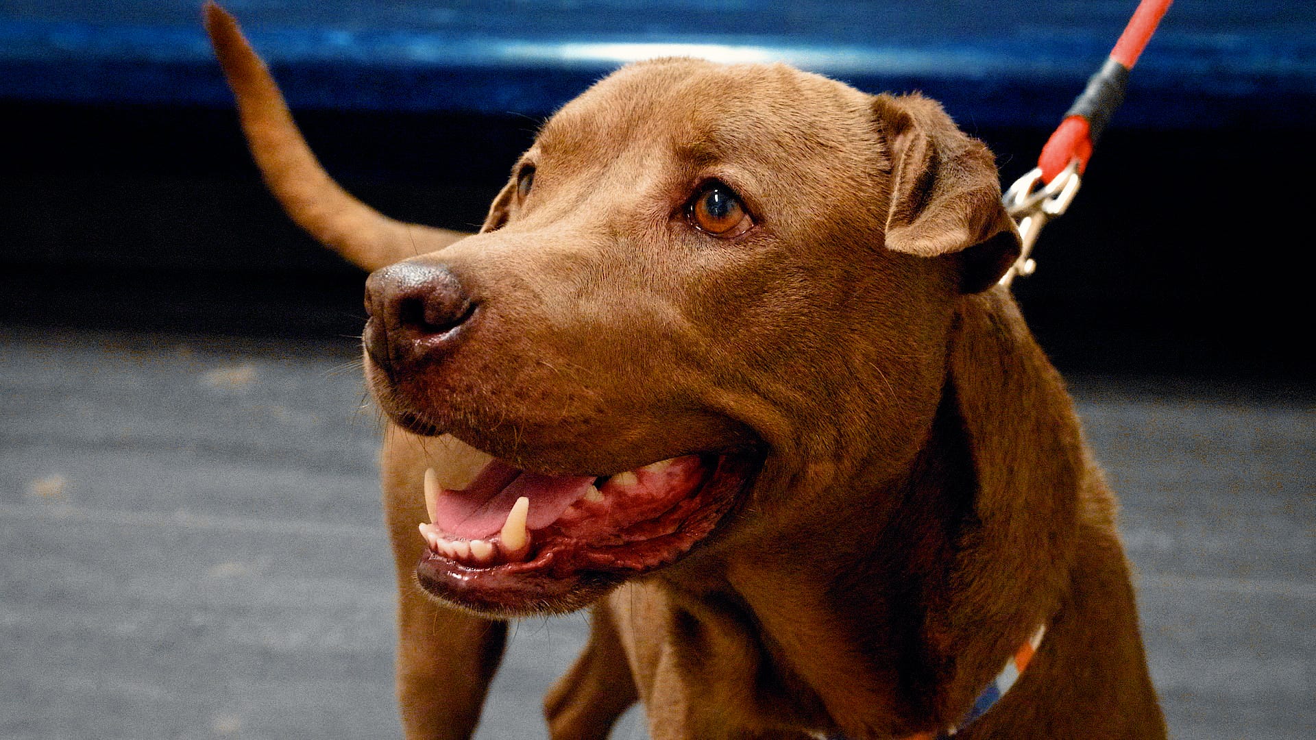 Adoptable Pet Pals: Meet Fonzi
