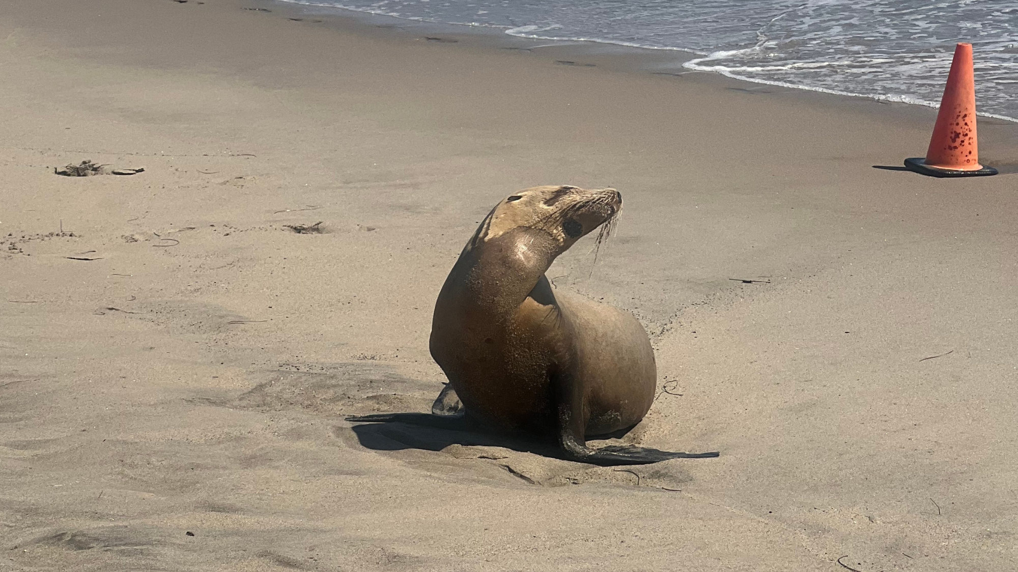 Toxic fish poisoning sea lions along Los Angeles coastline