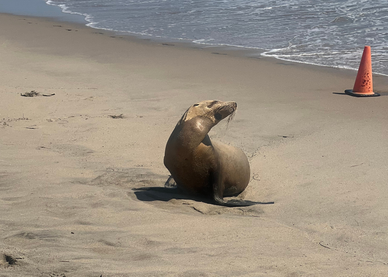 photo of a sea lion at Ginger Rogers Beach