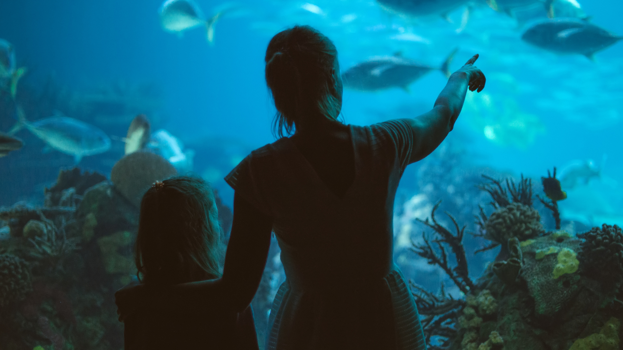 Aquarium of the Pacific celebrates its 25th anniversary