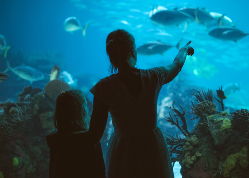 Long Beach's Aquarium of the Pacific celebrates its 25th anniversary