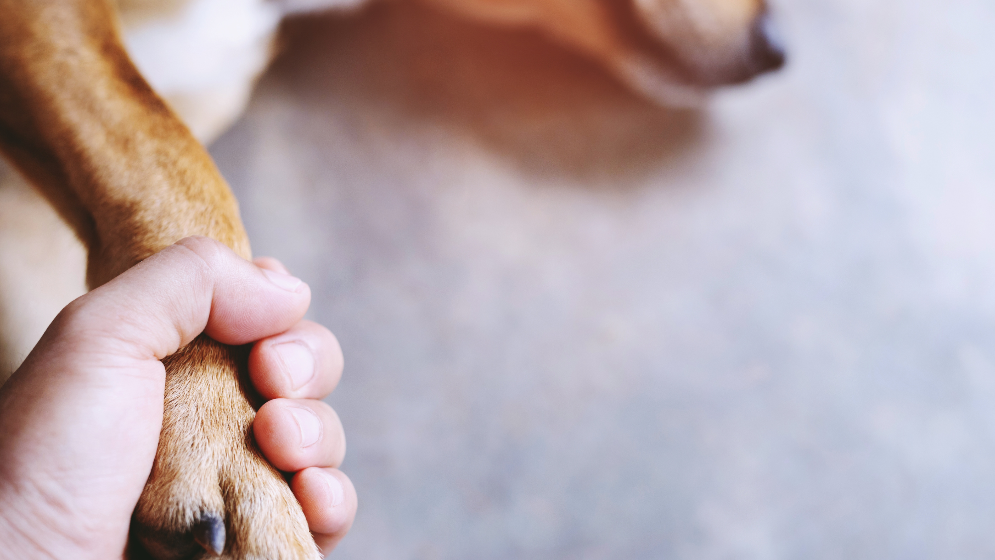 Neighbors say someone is poisoning their pets in West Hollywood