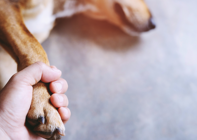 Neighbors say someone is poisoning their pets in West Hollywood