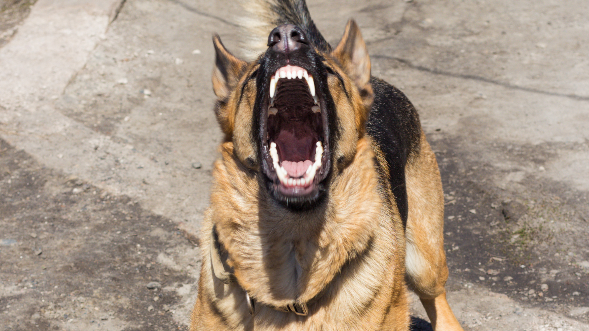 Animal shelter volunteer awarded almost $7M after dog attack