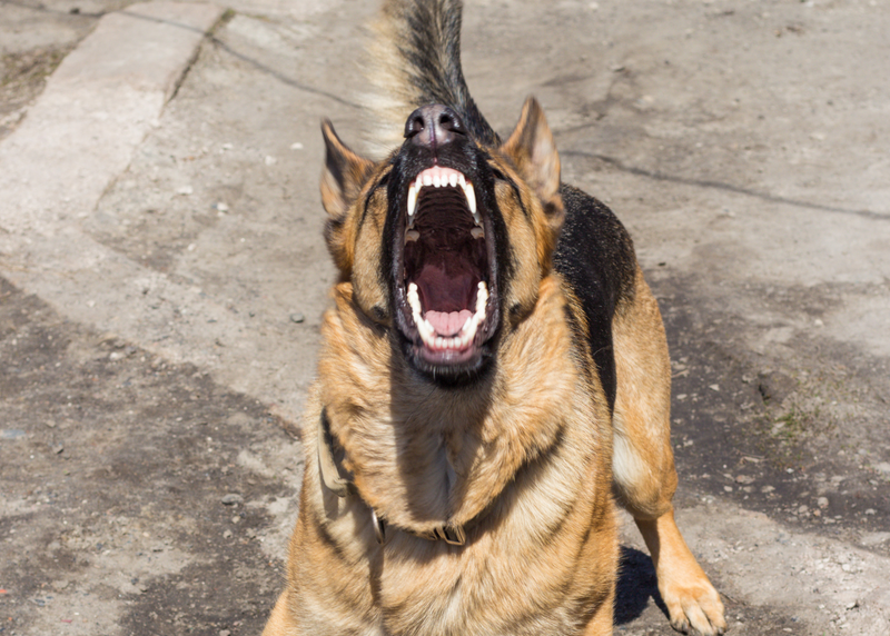 Animal shelter volunteer awarded almost $7M after dog attack