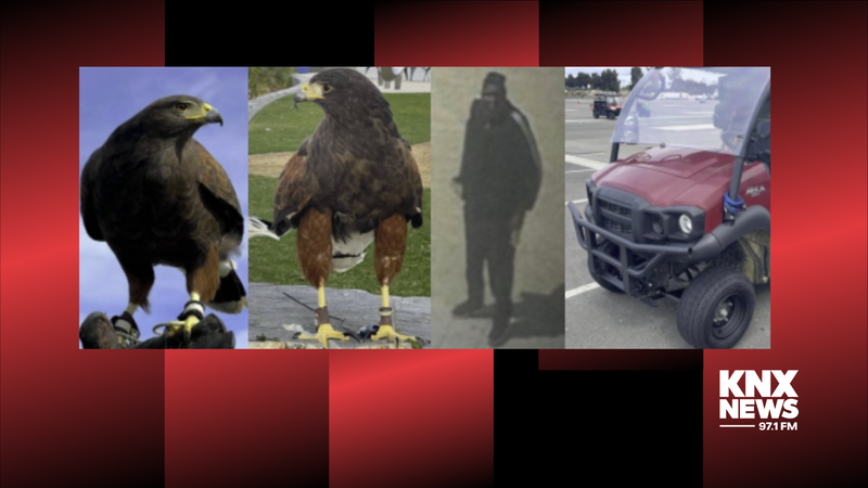 Stolen Hawk and Suspect