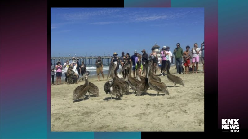 pelicans