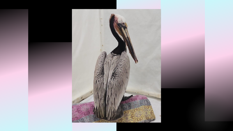 Pelican