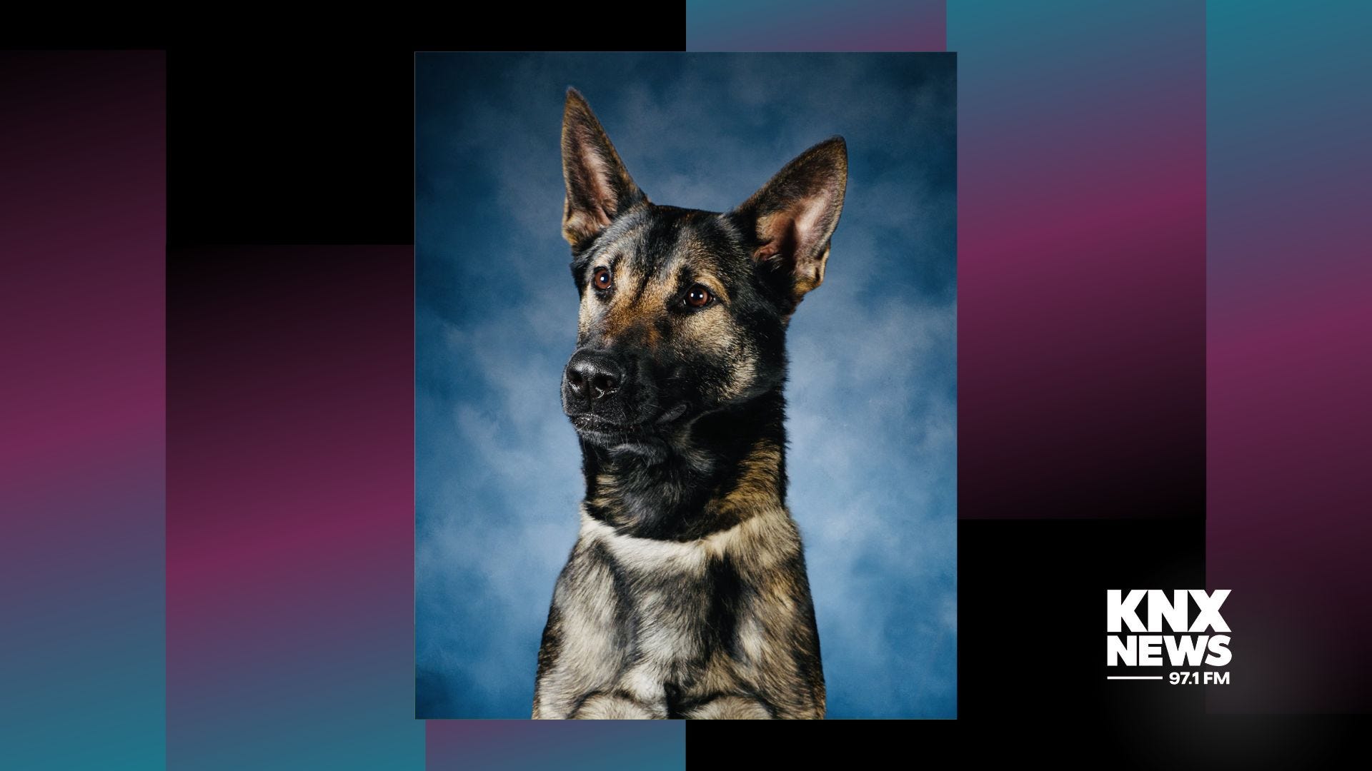 LAPD’s K9 Officer Bosco responsible for multi-million-dollar drug bust