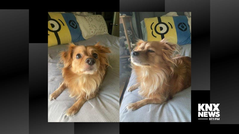 small dog