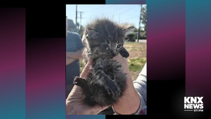 Kitten rescued
