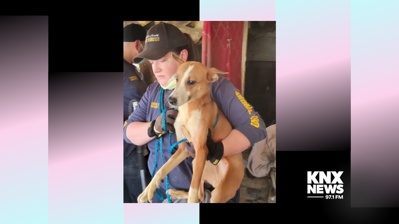 dog rescue