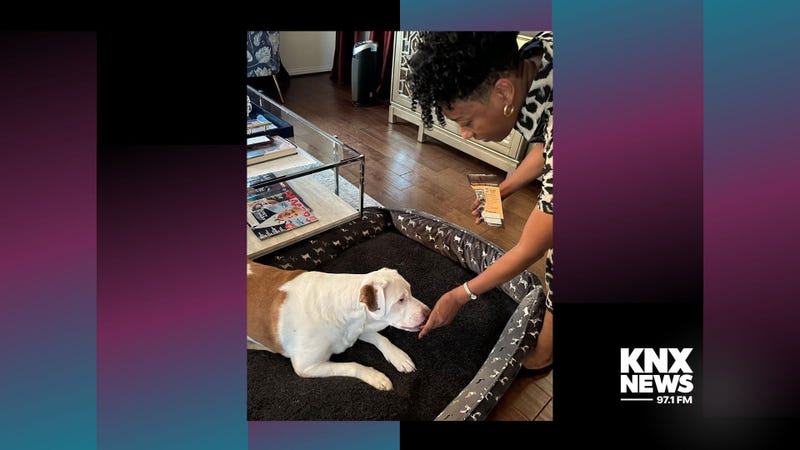 woman feeding treats to pit bull