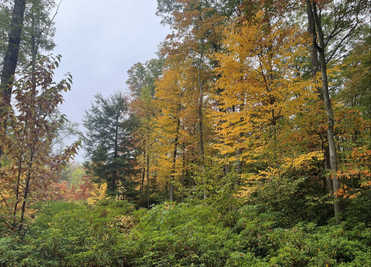 Leaves changing color at Forbes State Forest in Westmoreland County