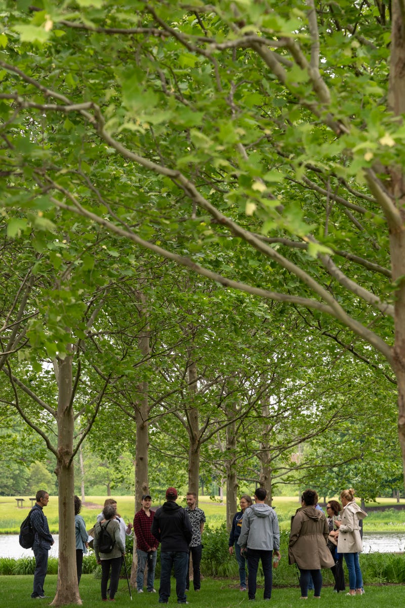 forest bathing