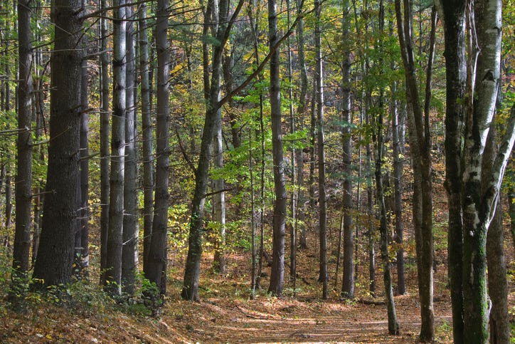 Forest path