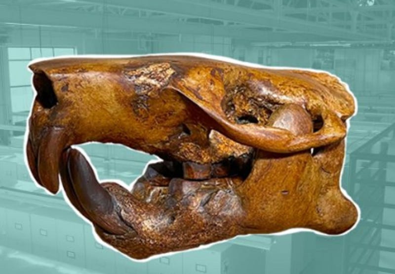 Beaver