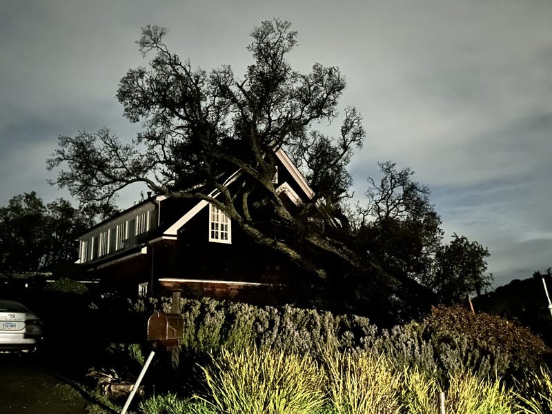 In San Anselmo, a large downed tree damaged a home when it crashed through the second story bathroom and broke the deck.