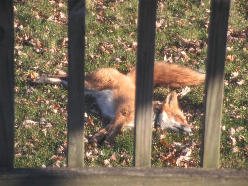 fox