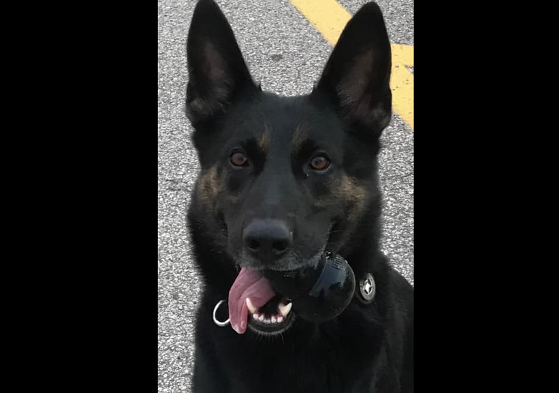 Fredy the police dog