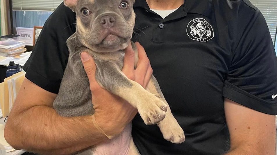 Stolen French Bulldog and one puppy found, three still missing in San Jose