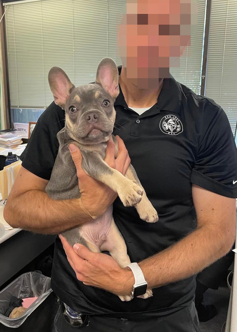 Stolen French Bulldog puppy found in recent San Jose Police arrest.
