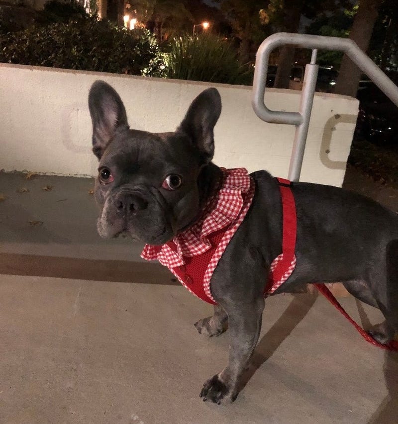 Mona, a French bulldog who was taken at gunpoint.
