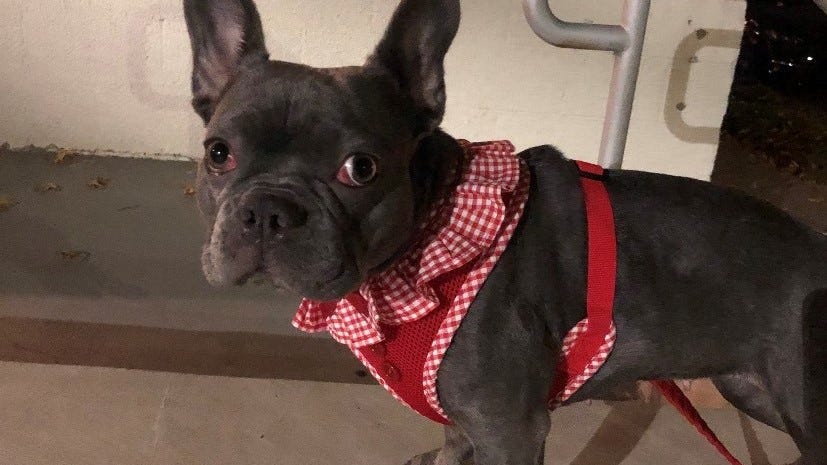 Sick French bulldog stolen at gunpoint near neighborhood where Lady Gaga’s were taken
