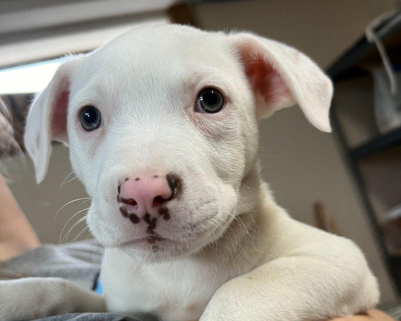 Freya, one of the dogs that a team from PAWS Chicago will be picking up from the Appalachian Highlands Humane Society in Tennessee. The Chicago team is picking up several pets make bringing supplies to help hurricane relief efforts.