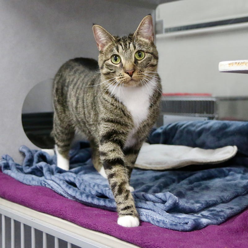 Frigg the cat is up for adoption