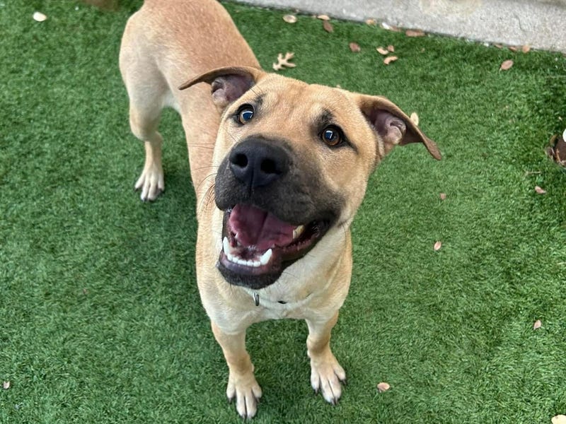 Frodo # A1164886