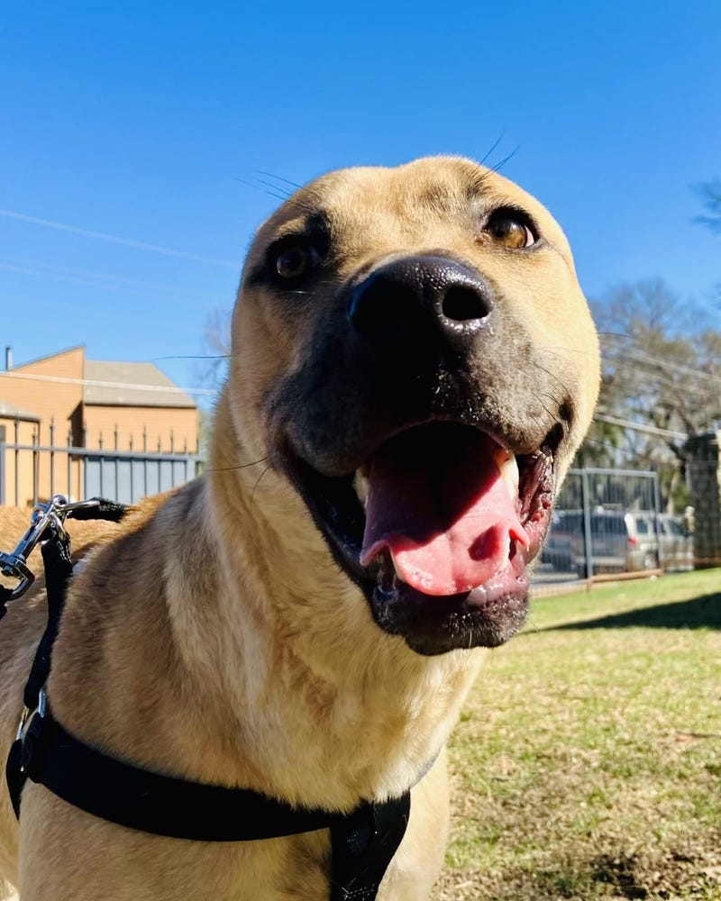 Frodo # A1164886 