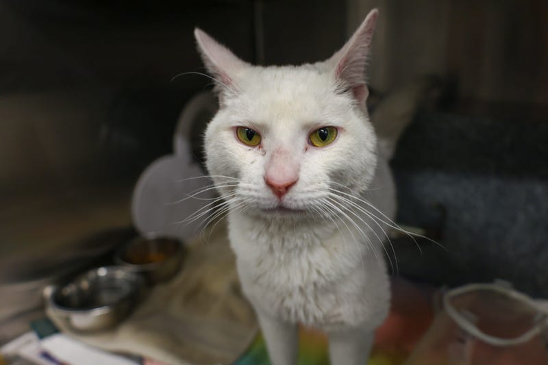 Frosty the cat