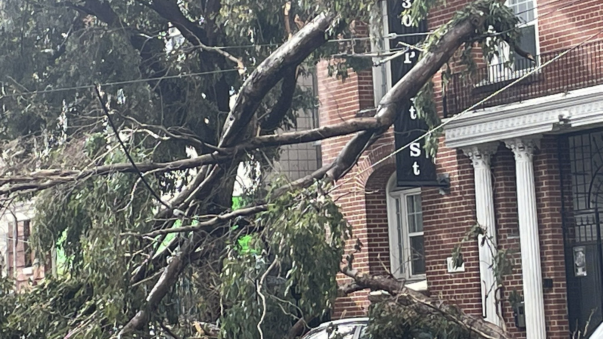More than 700 reports of downed trees in San Francisco amid storm
