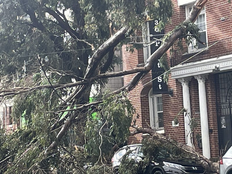 The latest damaging storm brought more than 700 reports of downed trees and limbs across San Francisco.