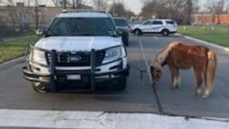 Giddy up! Police breakout cowboy skills to corral escaped pony in Detroit [PHOTOS]
