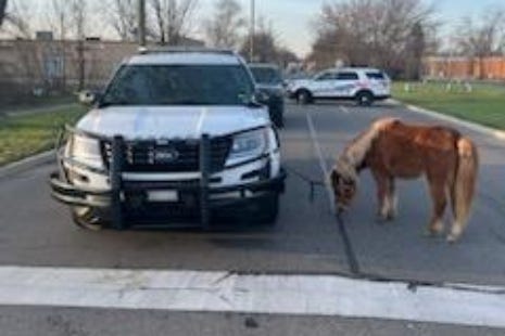 Residents in Detroit woke up to a rather peculiar sight wandering the streets on Tuesday morning, prompting police to use tools outside their standard issue to bring the suspect into custody.