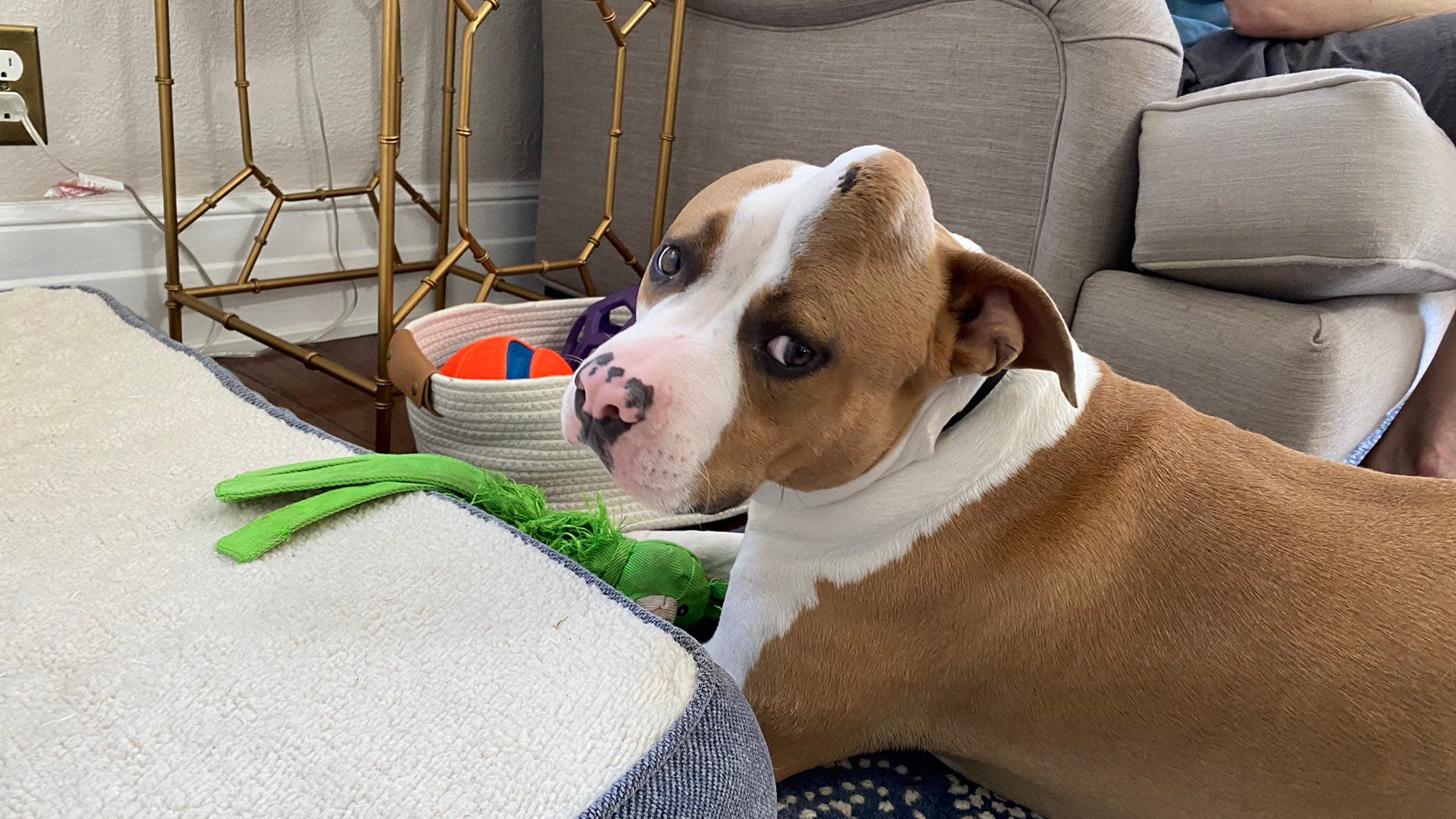South Pasadena family gives ‘unicorn dog’ second chance at life