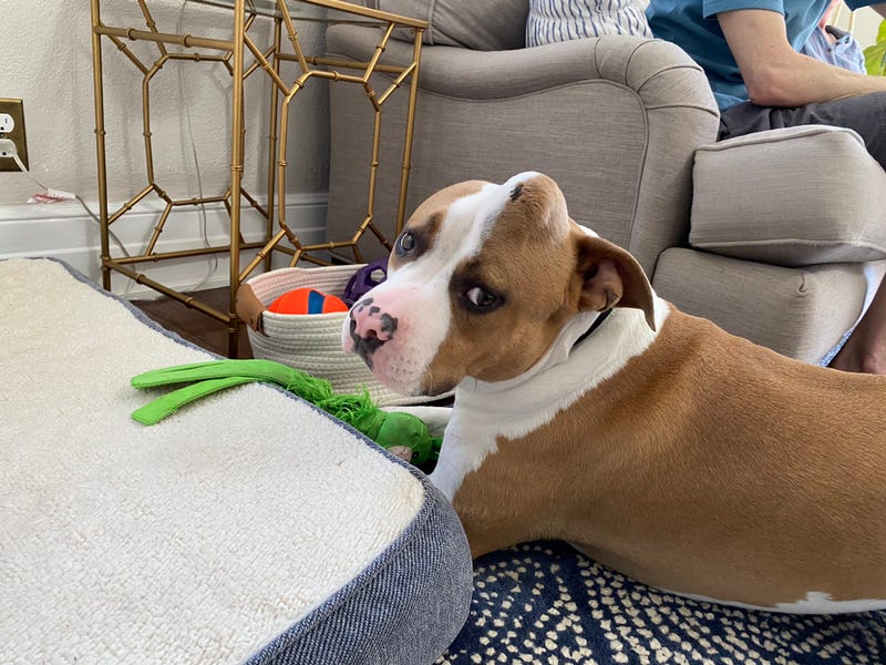 Strawberry the dog