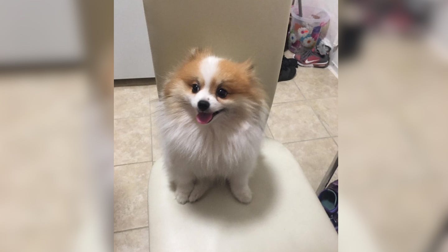 Bronx man charged in 'spectacularly brutal' killing of ex-girlfriend's dog
