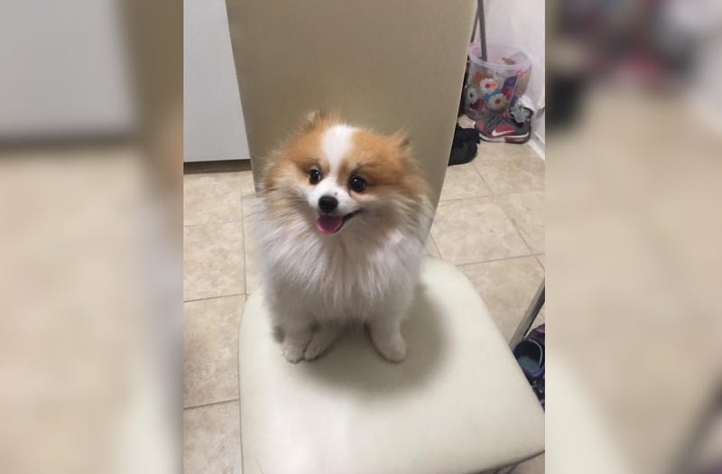 Ken-Shin, a 7-year-old Pomeranian, was instantly killed in the brutal attack, prosecutors said