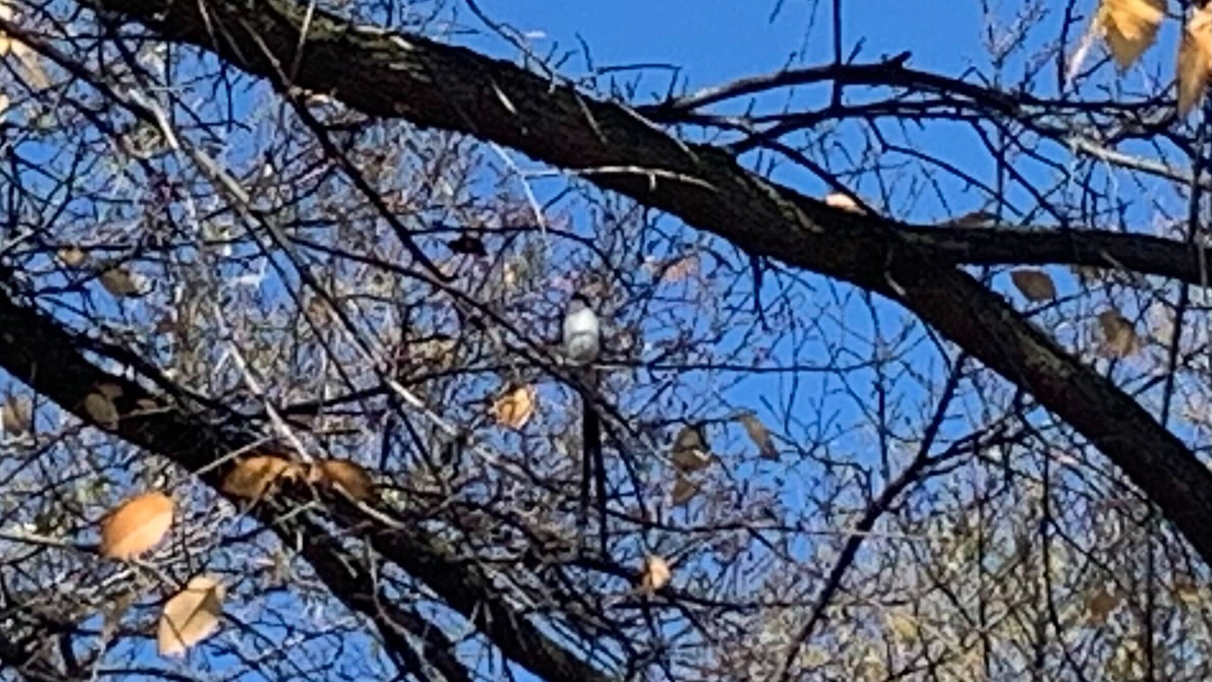 Rare South American bird makes appearance in Indiana