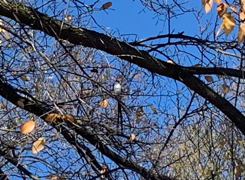 bird