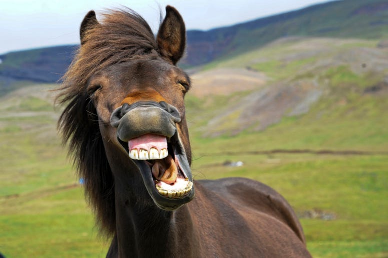 Funny_Animal