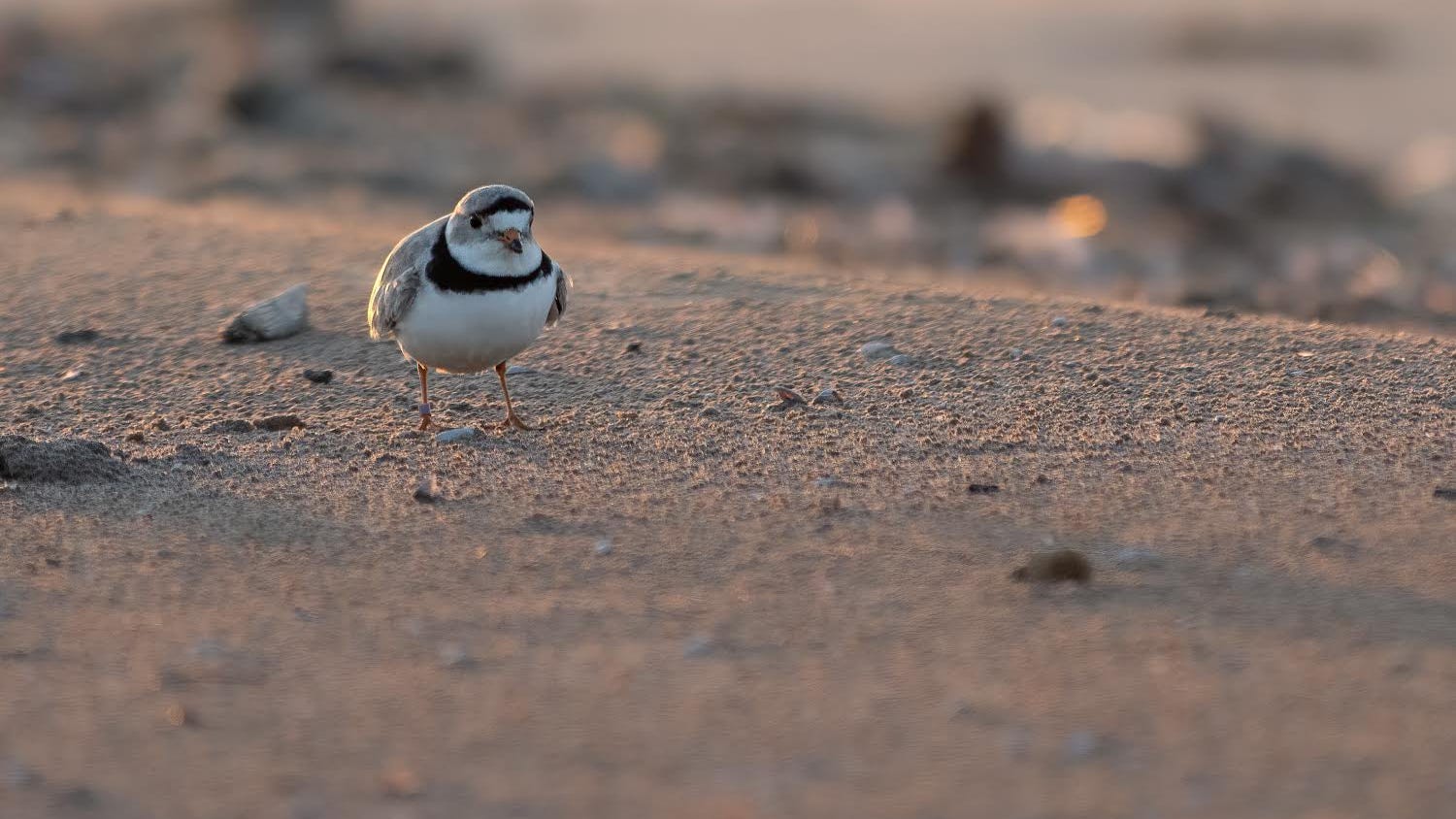 Piping plover’s return to Chicago has bird watchers flocking to Montrose Beach
