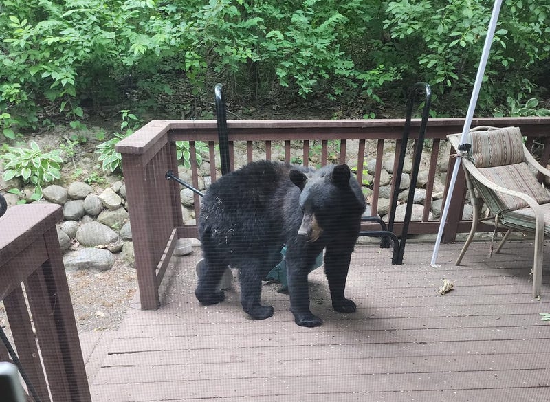 Black bear