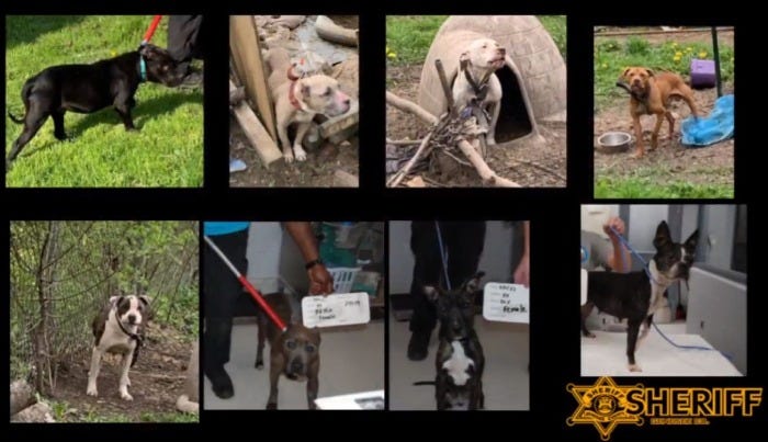 Photos of eight dogs found chained up in a backyard in Genesee County.